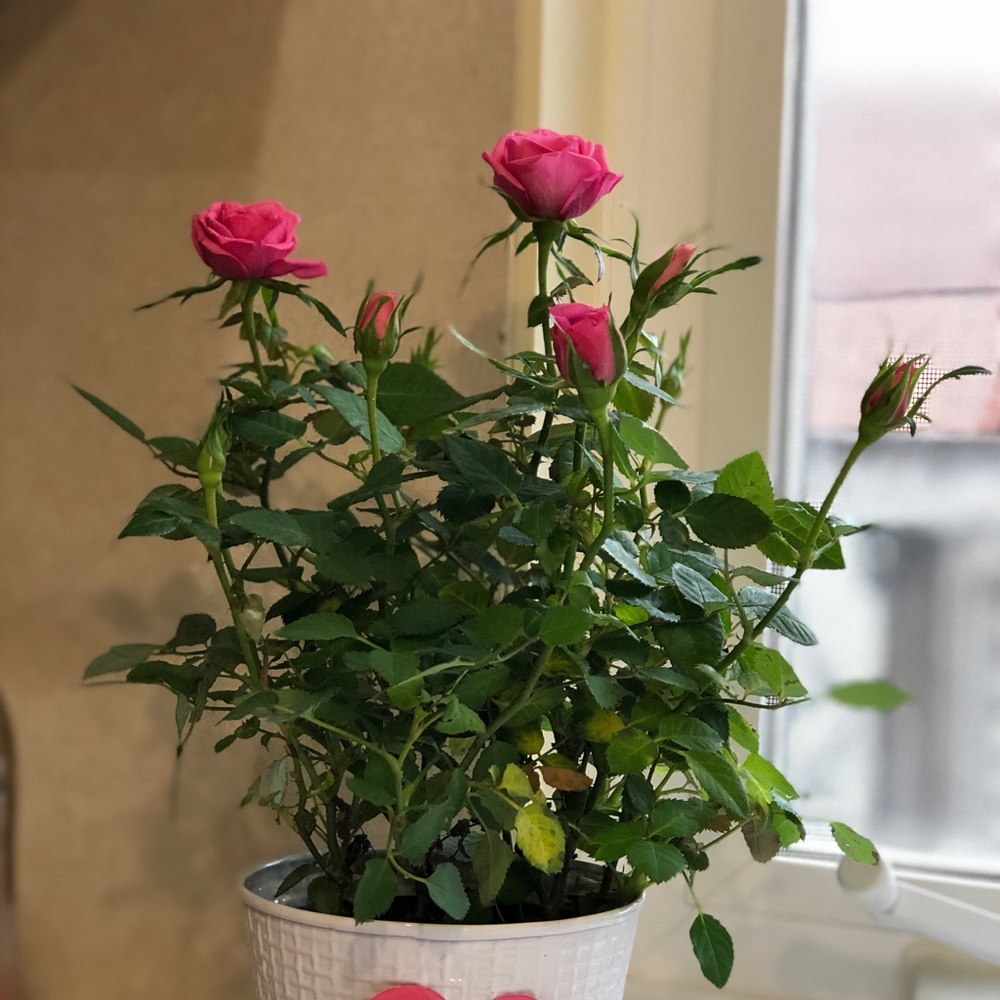 Meet your Posher, Daniela